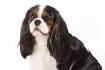 Welcome to Cavalier Rescue USA
