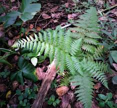 Image result for Microlepia speluncae