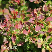 Image result for Berberis thunbergii