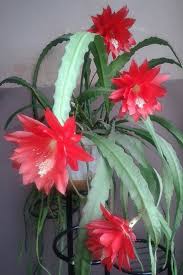 13 things you may not know about cactus plants. Facebook Orchid Cactus Christmas Cactus Cactus Flower