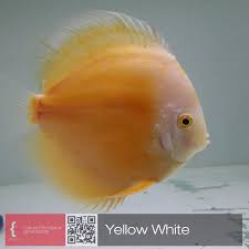 Pin By Sherif Korayem On Criadero Biotopica Discus Fish Aquarium Fish Fish Pet