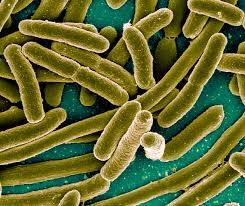 Foods To Restore Your Intestinal Flora Scientific American