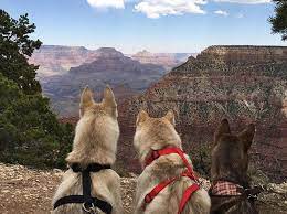 10 National Parks You Can Actually Walk Through With Your Dog Barkpost