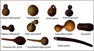 Image result for Lagenaria breviflora