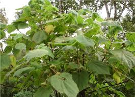 Image result for Dombeya torrida