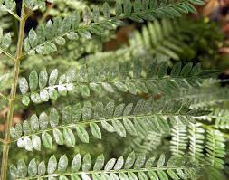 Image result for Erianthemum schelei