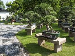 Image result for Pemphis