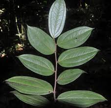 Image result for Anisophyllea