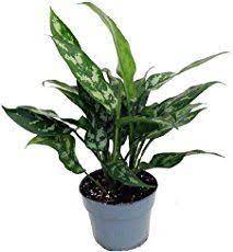 How To Care For Silver Queen House Plants And Flowers Aglaonema Silver Queen Plant Care To Keep Chinese Evergreen Plant Evergreen Plants Houseplants Low Light