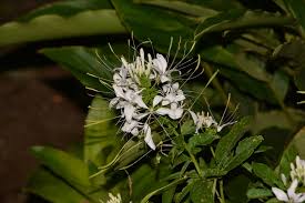 Image result for Cleome spinosa