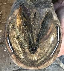 Easyboots Battle White Line Disease With De Hoof Taps To Tap Or Not To Tap Easycare Hoof Boot News
