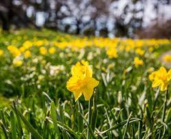 What S In A Plant Name Narcissus Daffodils And Jonquils Plant Talk
