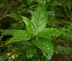 Image result for Acalypha pubiflora