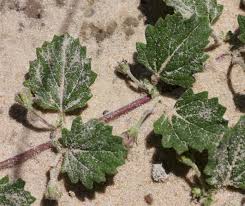 Image result for Dicerocaryum eriocarpum