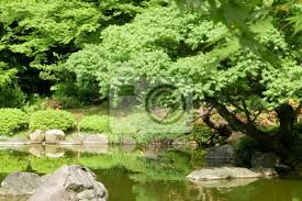 Maybe you would like to learn more about one of these? Pflanzen Wasser Teich Mit Reflexion Im Japanischen Zen Garten Fototapete Fototapeten Ententeich Pinus Tokyo Myloview De
