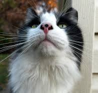 thoughts on elevated cat house for feral cat : r/Feral_Cats