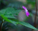 Image result for Impatiens psychadelphoides