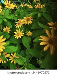 Image result for Aspilia