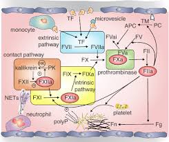 Image result for Anticoagulation Pathway