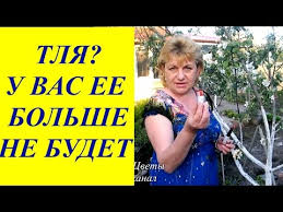 как избавиться от тли на смородине во время цветения Tlya Na Maline Kak Borotsya Kakuyu Obrabotku Nuzhno Sdelat Chtoby Na Maline Ne Poyavilas Tlya Chem Opryskat Posle Cveteniya Ogorod Sad Zashita Rastenij