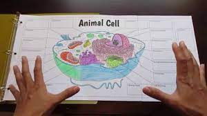 About press copyright contact us creators advertise developers terms privacy policy & safety how youtube works test new features press copyright contact us creators. Big Animal Cell Foldable By Tangtar Science Youtube