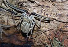 Wild mide 113.729 views1 year ago. Amblypygi Wikipedia