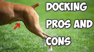 Can you dock an older dog tail? What Are The Pros And Cons Of Docking A Dogs Tail Youtube
