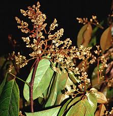 Image result for Connaraceae