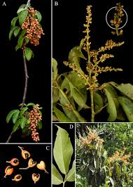 Image result for Connaraceae