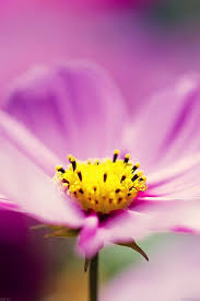 Freeios7 Mb97 Wallpaper Pink Flower Spring Freeios7 Com Springflowerswallpaperiphone Purple Flowers Wallpaper Flower Iphone Wallpaper Flower Wallpaper
