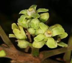 Image result for Trichilia