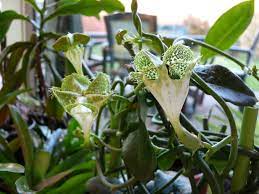 A variety of succulent also known as african parachute how to care for your ceropegia. Ceropegia Sandersonii Parachute Plant World Of Succulents