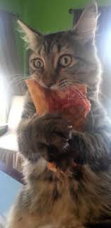 I Ate An Entire Pizza Hahaha I Regret Gatos Animales Fotos