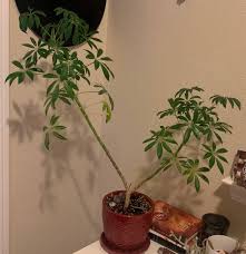 Its place of origin is not one, but two. How Do I Tame My Dwarf Umbrella Tree Gardening Landscaping Stack Exchange