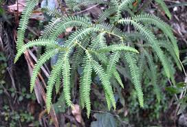 Image result for Gleicheniaceae