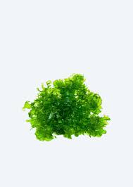 Image result for Lomariopsis