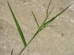 Image result for Panicum adenophorum