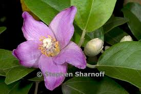 Image result for Lagunaria patersonia