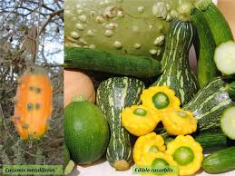 Image result for Cucurbitaceae