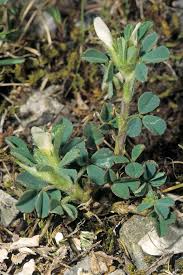 Image result for Microcharis remotiflora