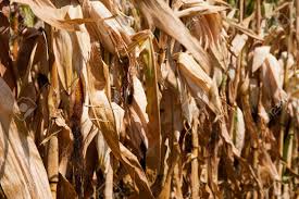 300+ vectors, stock photos & psd files. Dried Corn Stalks Stock Photo Picture And Royalty Free Image Image 5958090