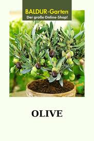 Olivenbaum Top 10 Fur Kubel Bei Baldur Garten In 2020 Pflanzen Mediterrane Pflanzen Bepflanzung