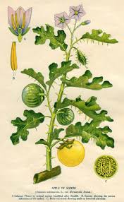 Image result for Solanum linneanum