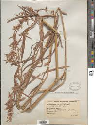 Image result for Hyparrhenia cymbaria