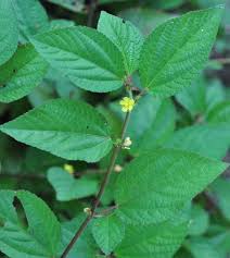 Image result for Corchorus aestuans