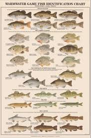 Warmwater Game Fish Identification Poster Fish Chart