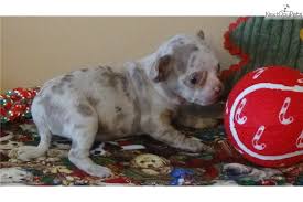 That means that their short snout and broad rib cage make them more susceptible to a range of respiratory and eye problems. Merle Chihuahua Puppies For Sale The Y Guide