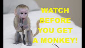 However, that's only the price of the monkey itself. How To Get A Pet Monkey Youtube