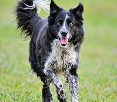 Black And White Spotted Shepherd Dog Image Result For Spotted Border Collie Dog Breed Info Border Collie Border Collie Dog