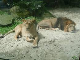 Boří tak představy mnoha lidí, že během zimního období není v zoo nic k vidění, protože zvířata jsou schovaná někde v teple. Zoo Ostrava Ostrava Zoo Animals
